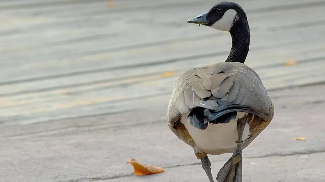(Fonte: Massimiliano Di Giovanni – archivio Bioparco)