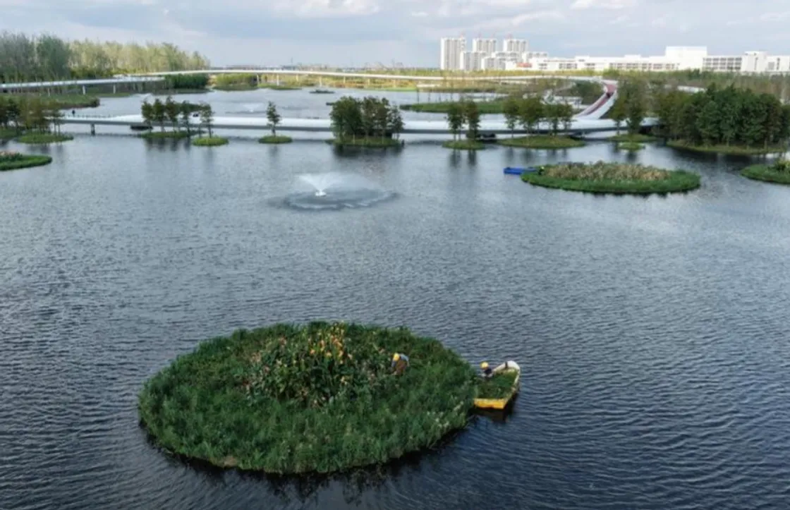 Una foto aerea, scattata da un drone il 27 ottobre 2026, mostra alcuni lavoratori che rimuovono le erbacce su un'isola galleggiante del parco Heming, nella contea di Rudong, città di Nantong, nella provincia orientale cinese del Jiangsu. Foto agenzia Xinhua