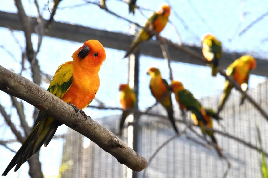 CREDIT FOTOGRAFICO: Massimiliano Di Giovanni – archivio Bioparco