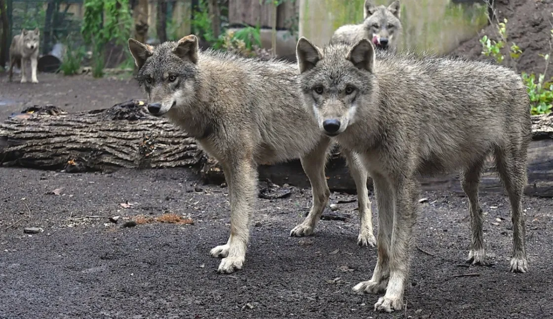 Lupi al bioparco (Credit foto: Massimiliano Di Giovanni - Archivio Bioparco)