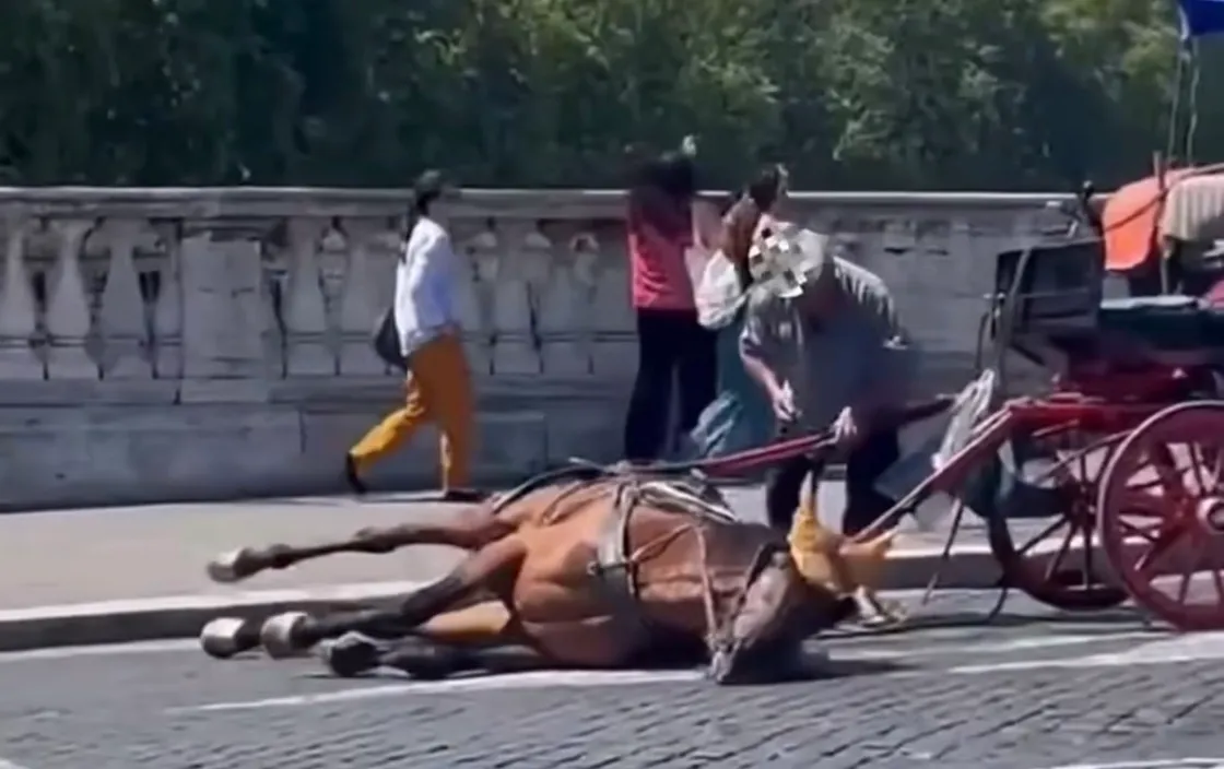 Cavallo a terra a Ponte Cavour (dal video Ig di Animaliberaction)