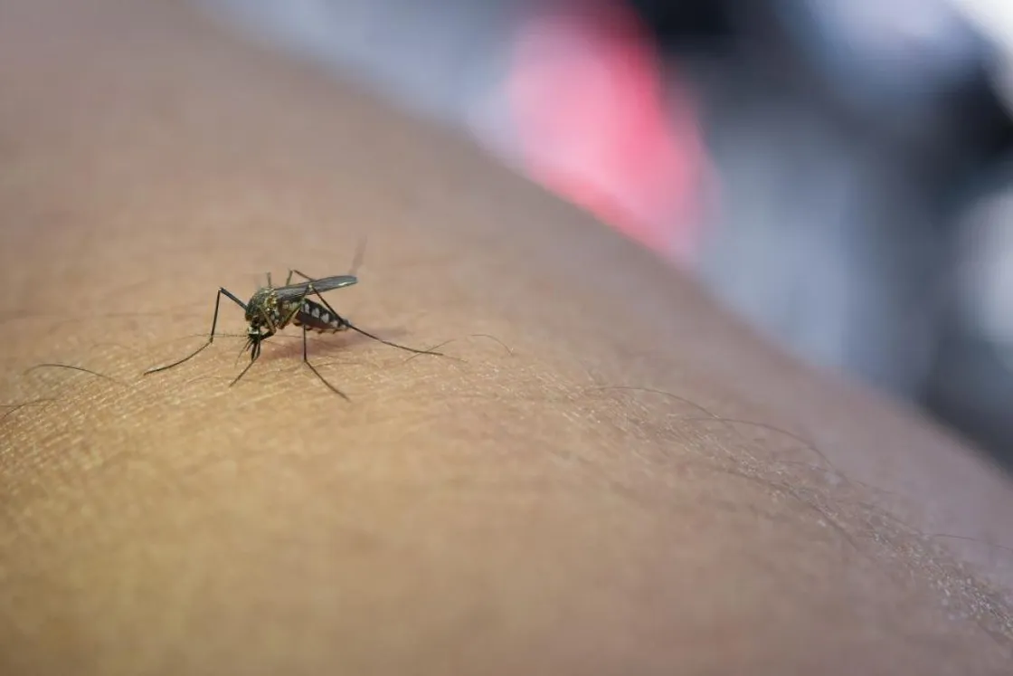 West Nile, primo caso nel Lazio: registrato un contagio a Viterbo, 13 casi in tutta la regione