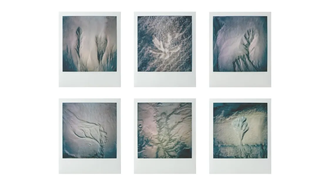 Notes on Martian Botany, Lorenzo Zerbini