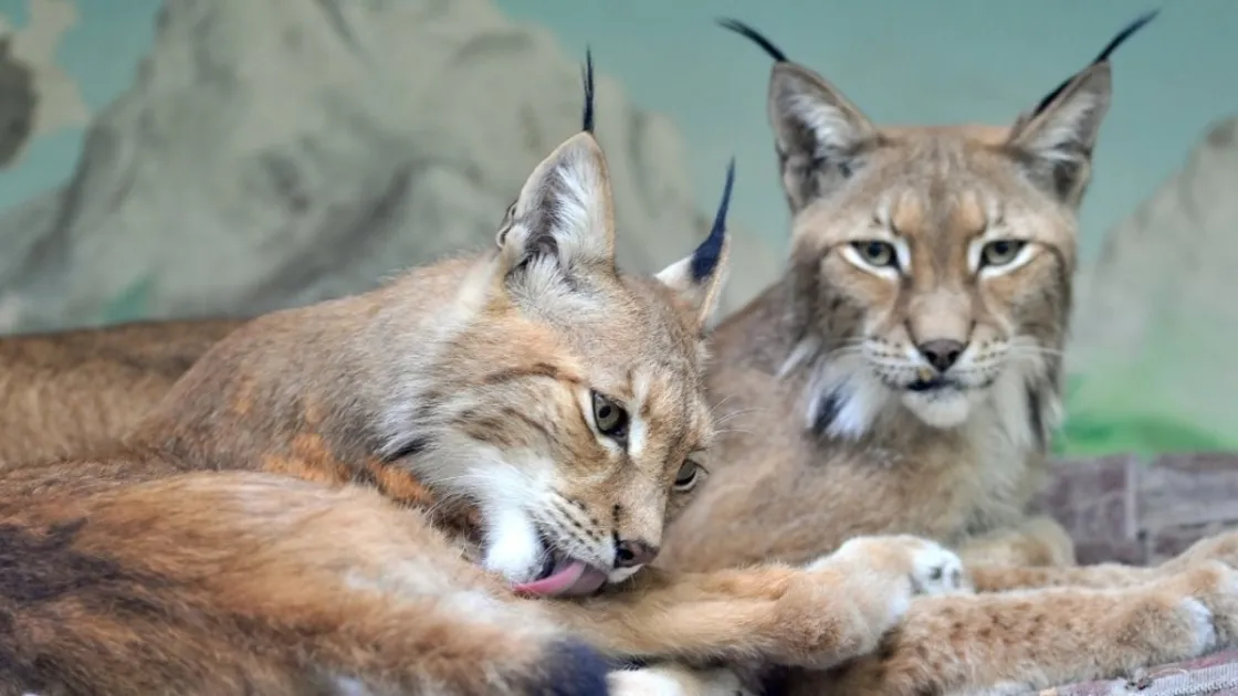 Foto: Massimiliano Di Giovanni – archivio Bioparco