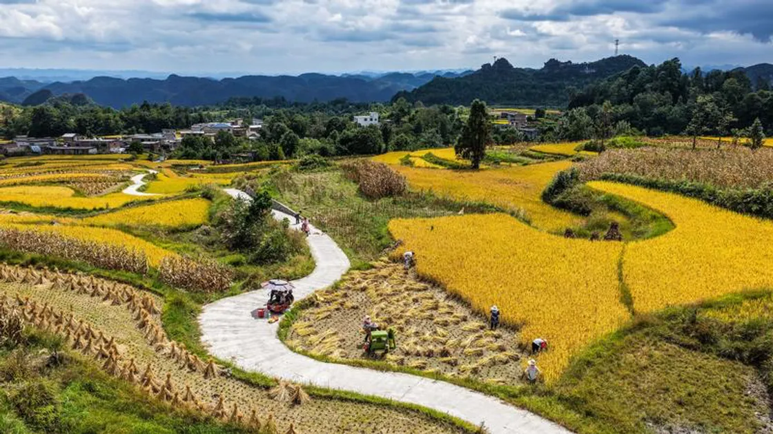 Guizhou, al via la raccolta del riso: 7.900 ettari di risaie pronte per il raccolto
