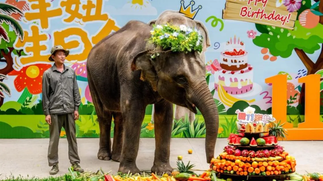 Un elefante cinese festeggia il suo undicesimo compleanno (Fonte: agenzia Xinhua)
