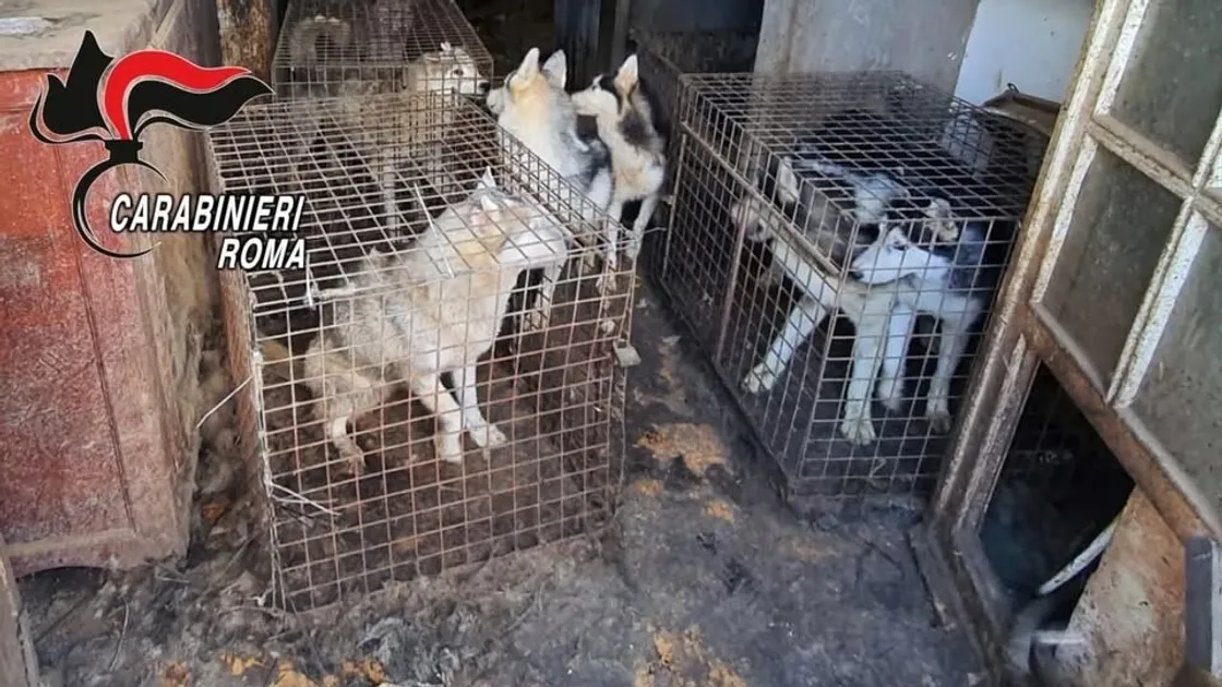 Ponzano romano, blitz nel canile lagher: messi in salvo 200 Siberian Husky 
