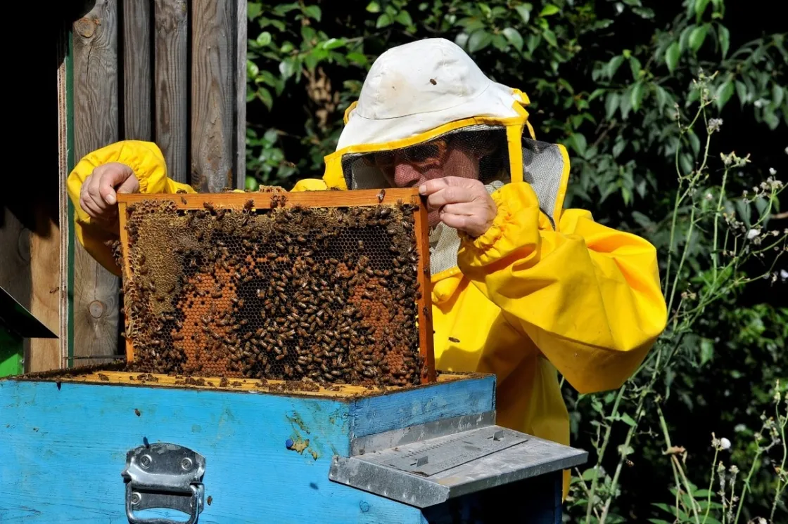 Bioparco, il 24 maggio la giornata dedicata ad api e insetti: laboratori, miele e biodiversità