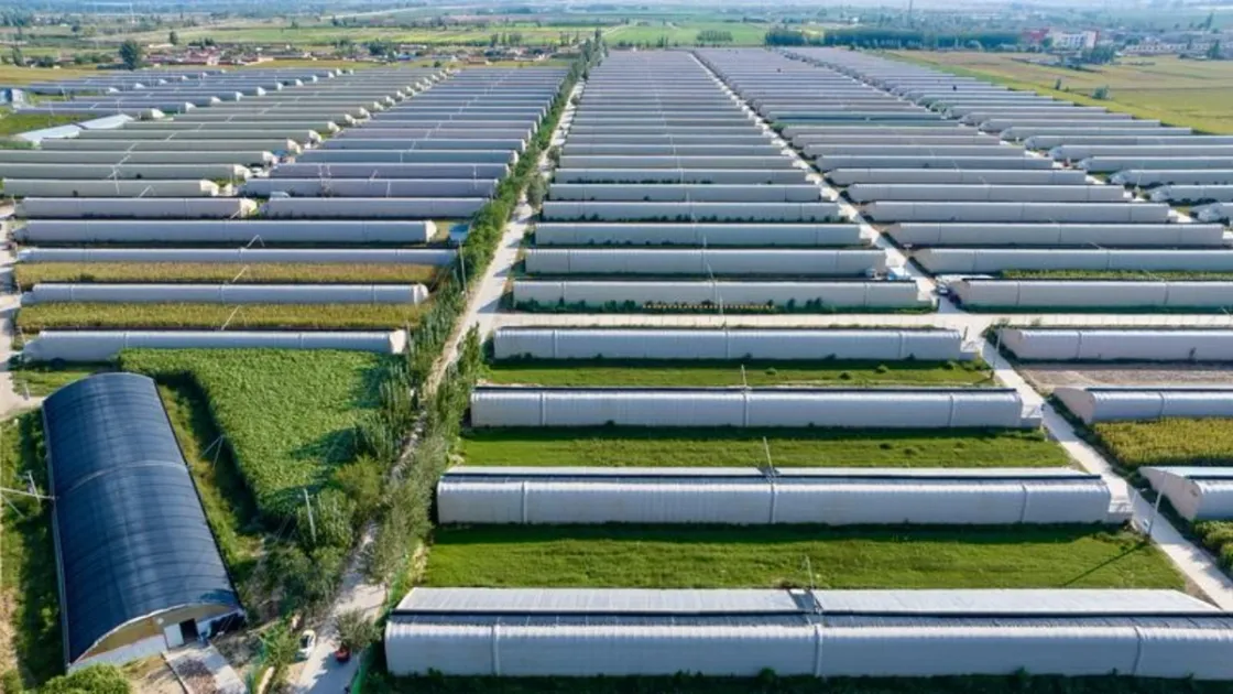 Le serre agricole fotografate dall’alto nella cittadina di Minning. Villaggio di Yuanyi, 11 settembre 2026. Foto Xinhua/Yang Zhisen