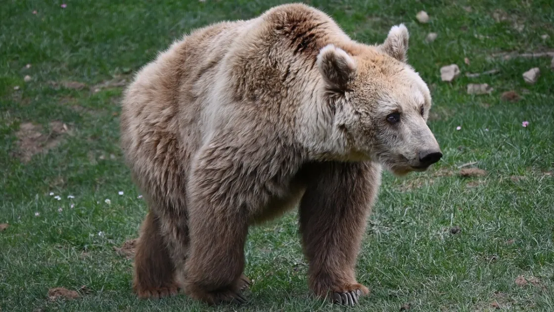 Orso Bruno Marsicano (Wikimedia Commons, @Mykola Pokalyuk, CC BY-SA 4.0)
