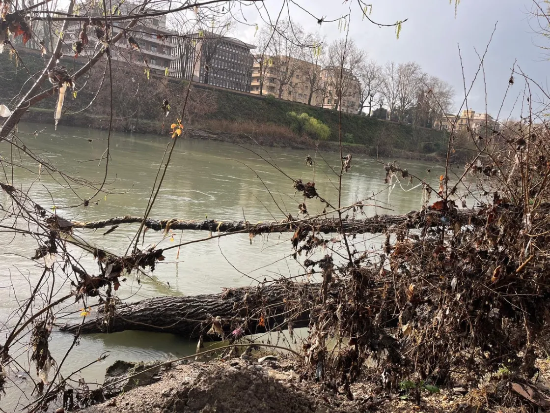 Tevere in piena, maxi tronco incastrato sotto la sede di Marevivo: «Una bella storia dal fiume di Roma»