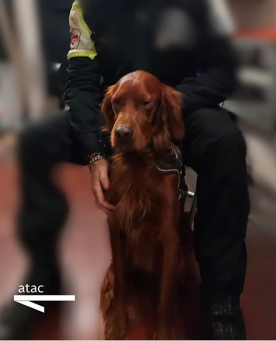 Rover, il setter irlandese che ha bloccato la metro A