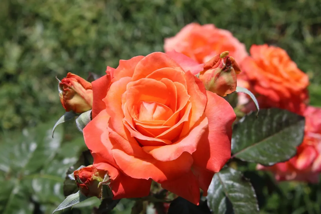 (Immagine di archivio) 