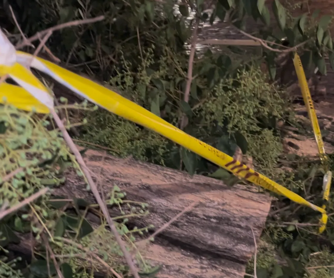 Albero crolla a piazza Sant’Egidio: nel tronco larve e legno deteriorato