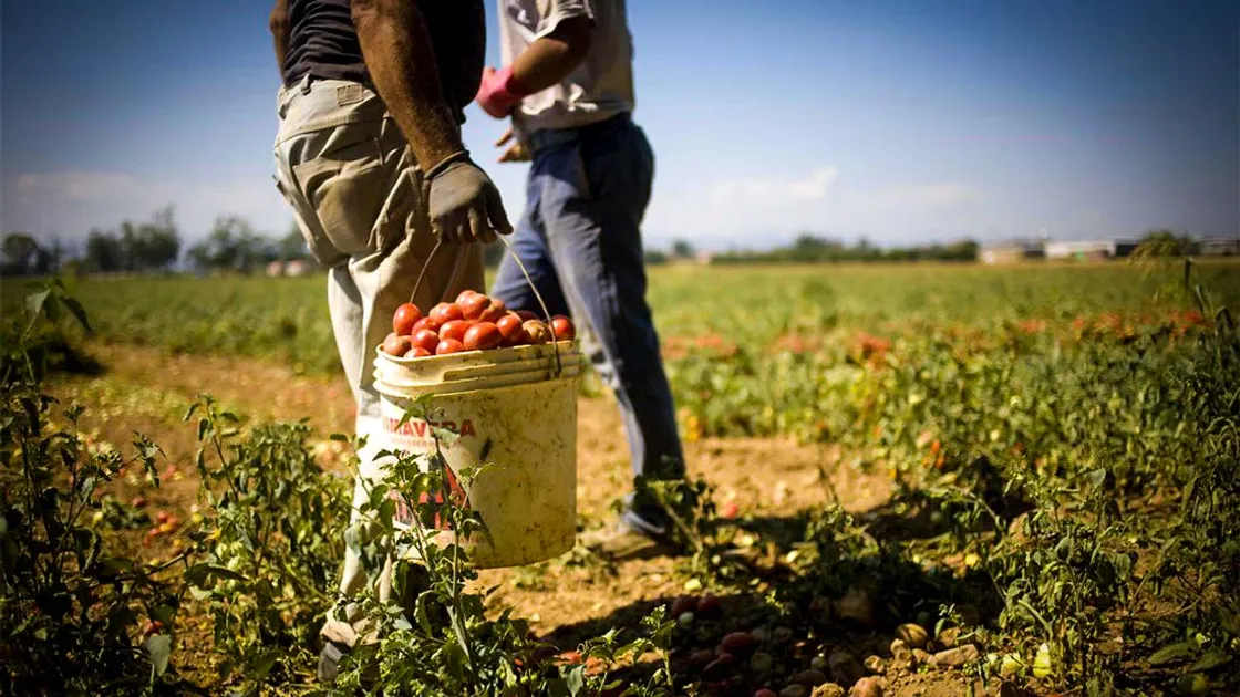 Agricoltura in crisi, il Lazio accelera: «Giovedì misure straordinarie per gasolio, fertilizzanti e latte bufalino»