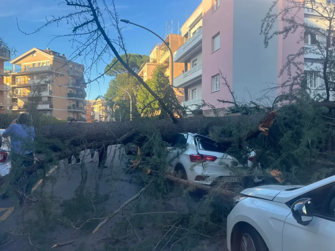 Montesacro, un albero è crollato su un'auto in via Carlo Dossi