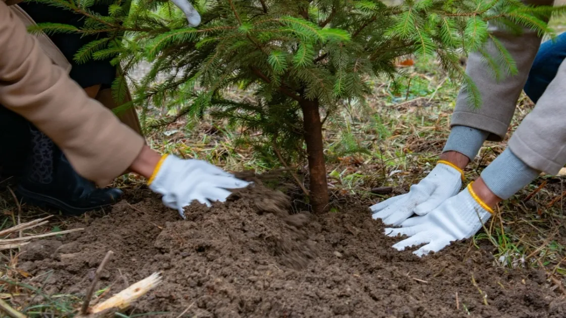 Dettaglio della messa a dimora di un albero (Foto Atlante delle Foreste)