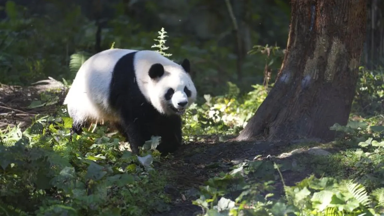 Un panda gigante in un campeggio tematico nella contea di Baoxing, il 17 ottobre 2026 (Foto agenzia Xinhua)
