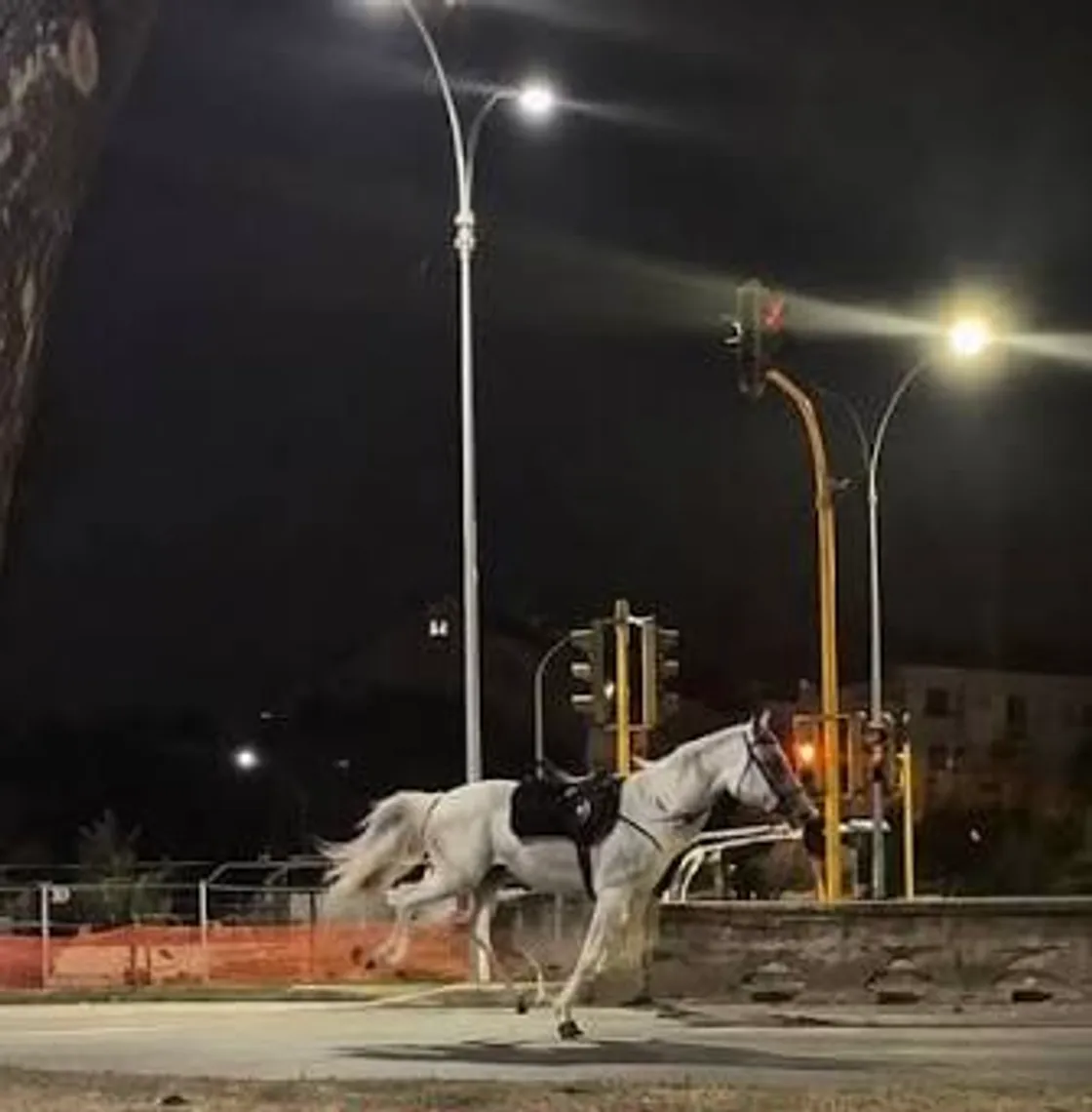 Cavalli in fuga durante le prove della parata del 2 giugno a Roma: aperta un’indagine