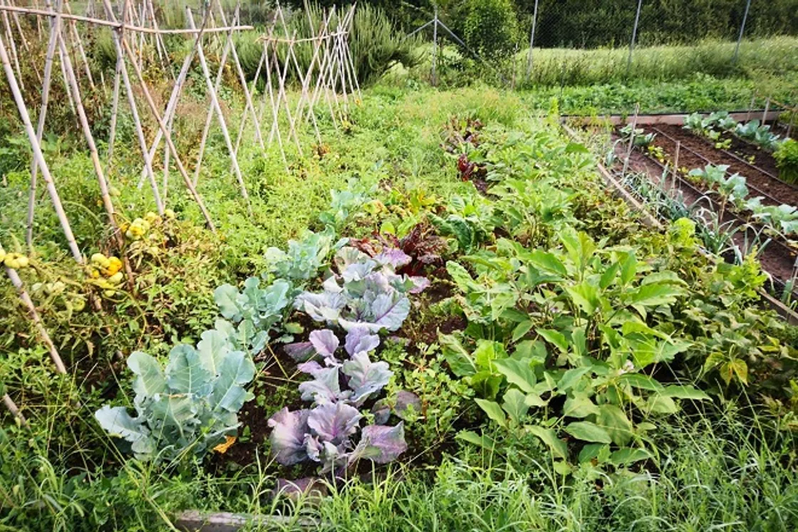 A Valle Fontana nasce l'orto urbano più grande d'Europa