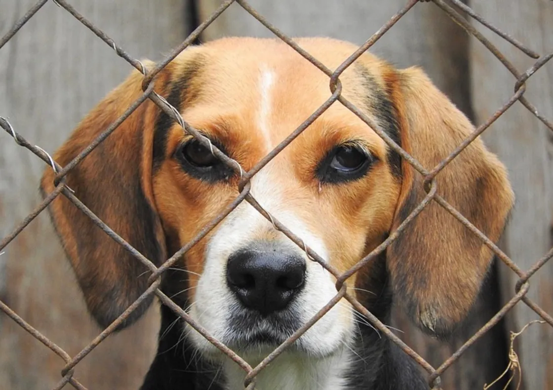 Torna «Il canile va in città», al Parco Schuster sfilano 30 cani in cerca di adozione