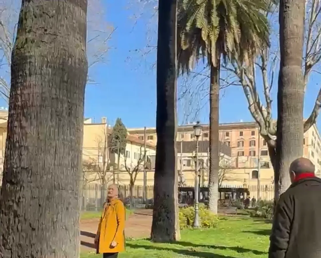 Al via la cura delle palme storiche di Roma: primi interventi a piazza Vittorio