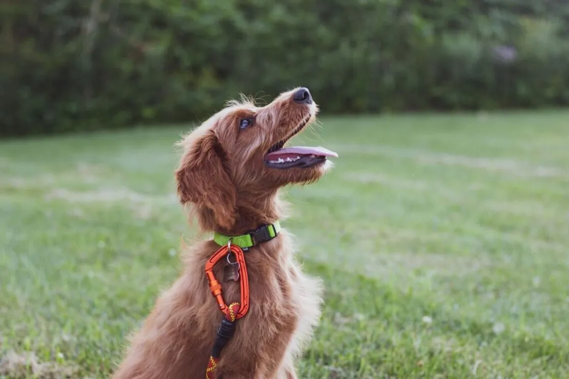Dopo 21 anni cambia il regolamento per la tutela degli animali: ora il testo va in Aula