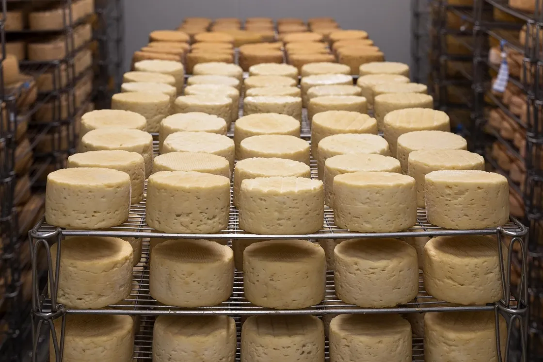 Giornata Mondiale del latte: parmigiano e pecorino romano i formaggi più venduti
