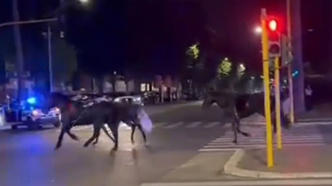 Cavalli in fuga sulla Colombo: indagato l'agente della polizia locale che ha acceso i fuochi d'artificio