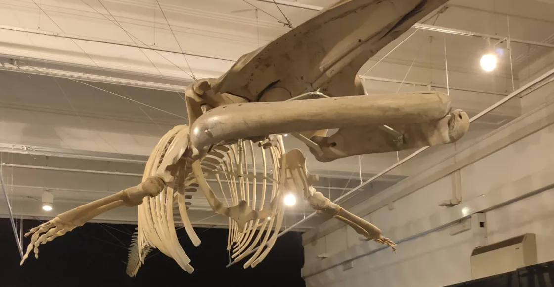 Museo Civico di Zoologia (Musei in Comune)