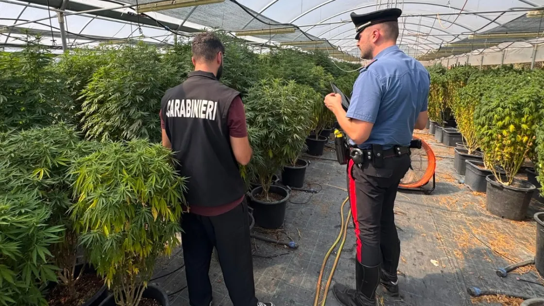 Ardea, controlli in un’azienda di canapa: sequestrate 8.880 piante e oltre 18 chili di prodotti, tre arresti