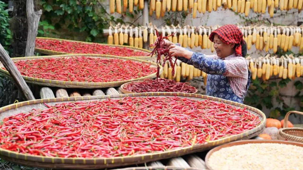 Cao Fudi essicca peperoncini secondo la tradizione dello Shaiqiu nell’area panoramica di Huangling, nella contea di Wuyuan, nella provincia del Jiangxi, il 22 settembre 2026. Foto agenzia Xinhua
