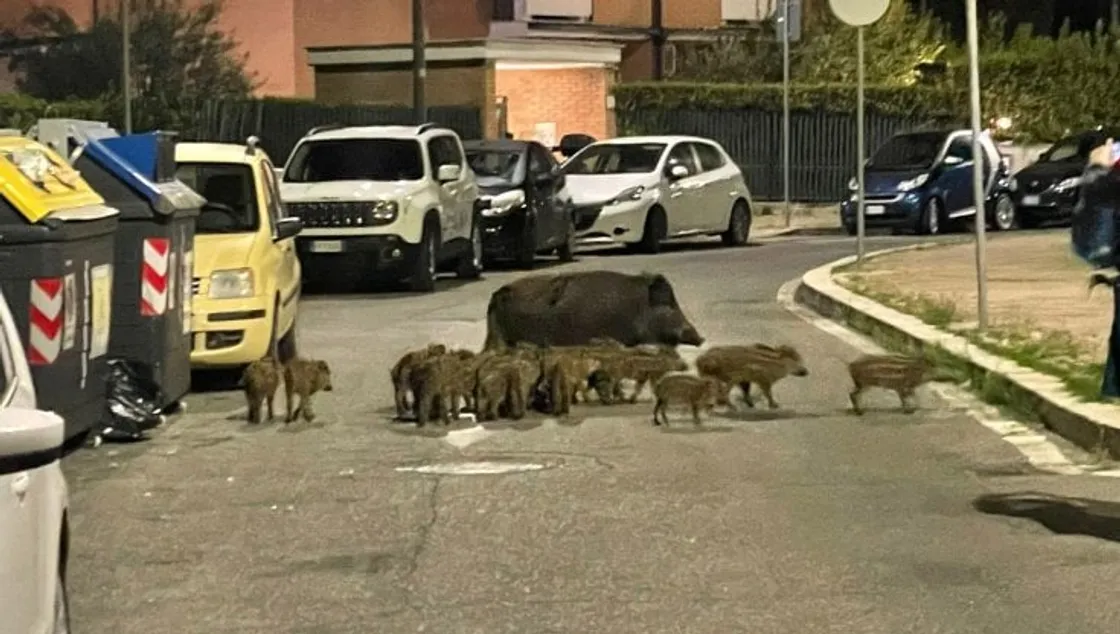 Emergenza Cinghiali, intesa tra Regione Lazio e Campidoglio: «Ora interventi entro 48 ore»
