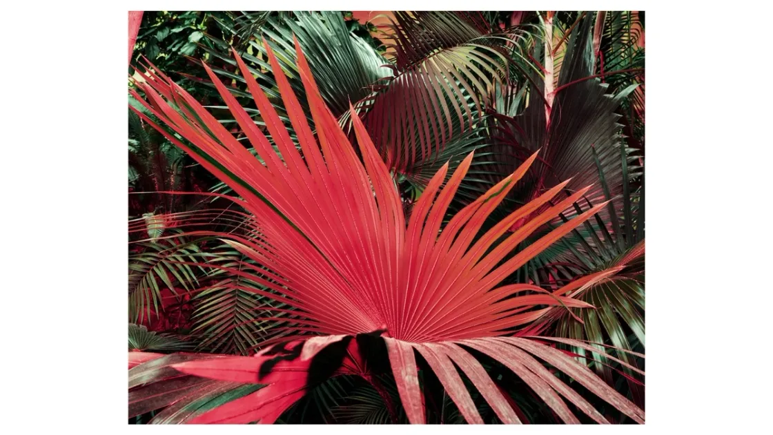 Lorenzo Meloni_Stampa_4 FRANCIA. Marzo 2024. Giardino Botanico dell’Università di Strasburgo. Serra tropicale che ospita una variegata collezione di specie vegetali esotiche. Istituito a fini di ricerca e conservazione, il giardino botanico funge da laboratorio  vivente per lo studio della biodiversità, dell’ecologia e dell’adattamento delle piante. © Lorenzo Meloni