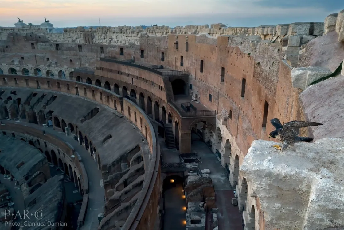 Un falco al Colosseo