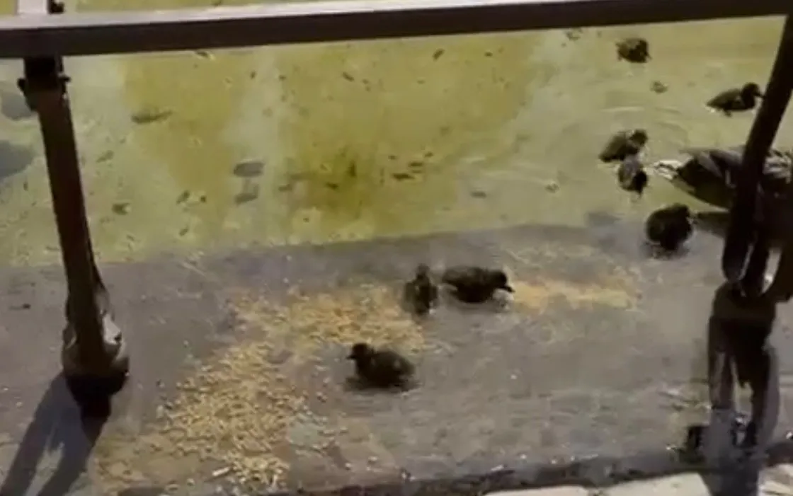 Undici anatroccoli «conquistano» piazza Mazzini: l’appello per la loro protezione