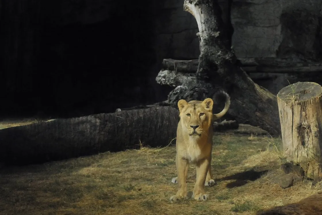Foto: Massimiliano Di Giovanni – Archivio Bioparco