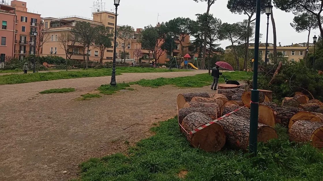Villa Massimo, l'abbattimento dei pini causa danni collaterali: polemiche sulla gestione dell'intervento