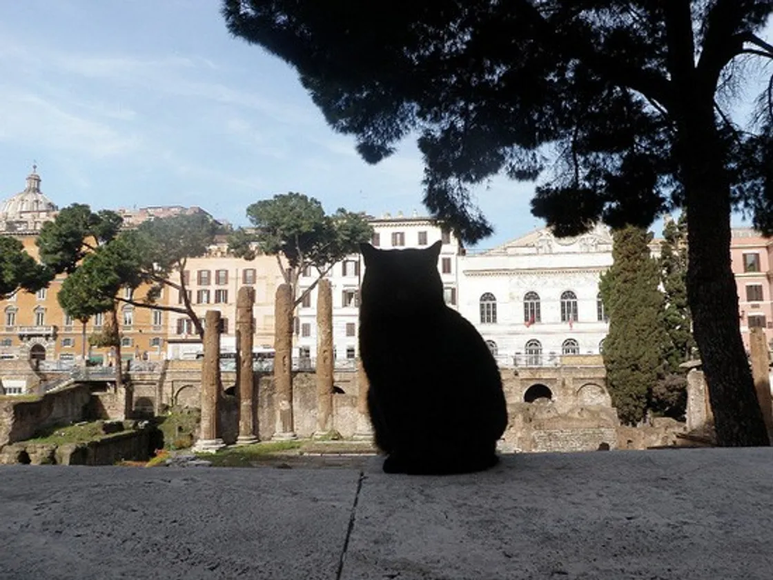 Roma celebra i suoi gatti: oggi la festa dedicata alle colonie feline della Capitale e al volontariato che se ne prende cura