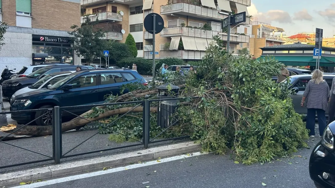 Vigna Clara, ramo crolla su un’auto in transito in via di Vigna Stelluti: nessun ferito