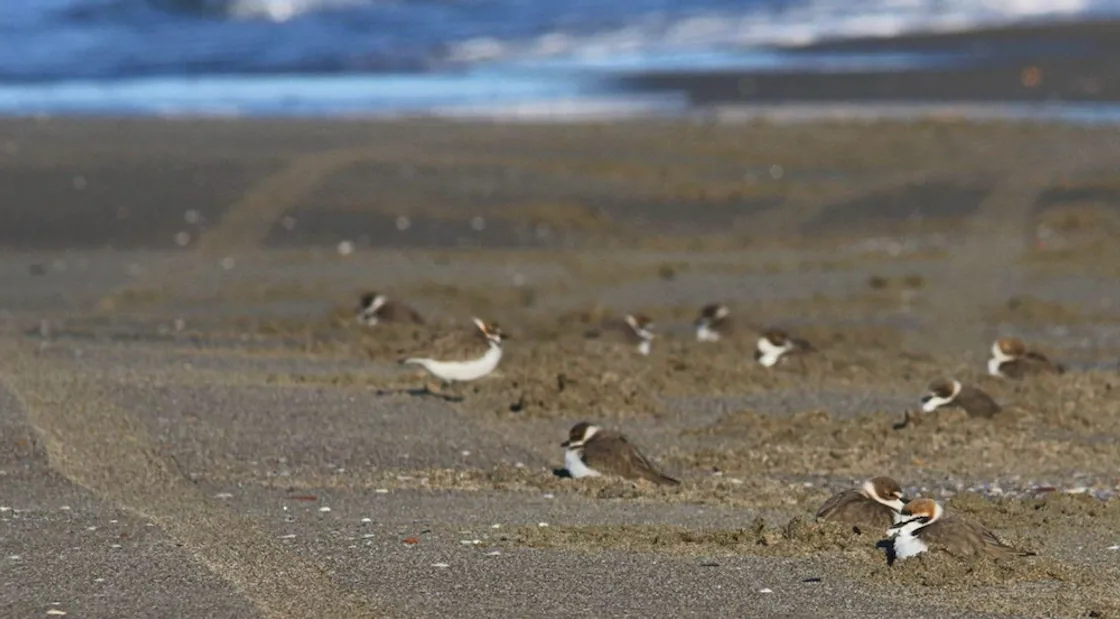 Supermarecross a Maccarese, Legambiente: «Gravissimo concedere una spiaggia demaniale per una gara dall’impatto violentissimo»