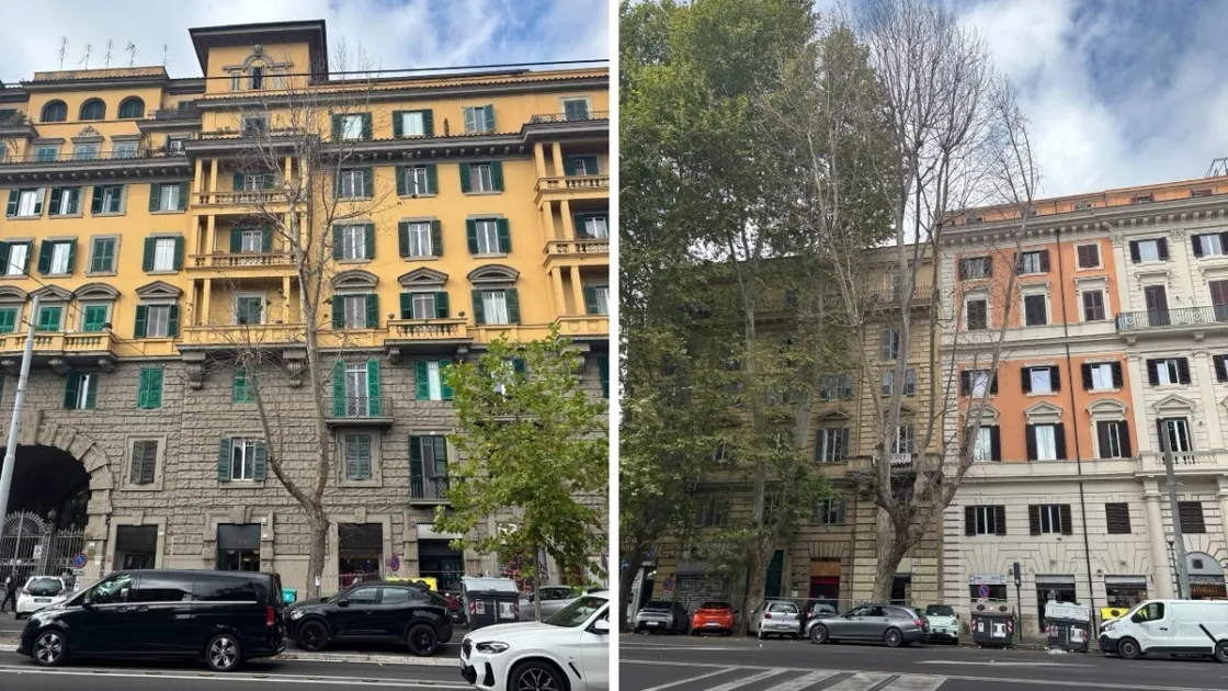 Sabato verranno abbattuti due platani secchi su via Nomentana: prevista chiusura del controviale
