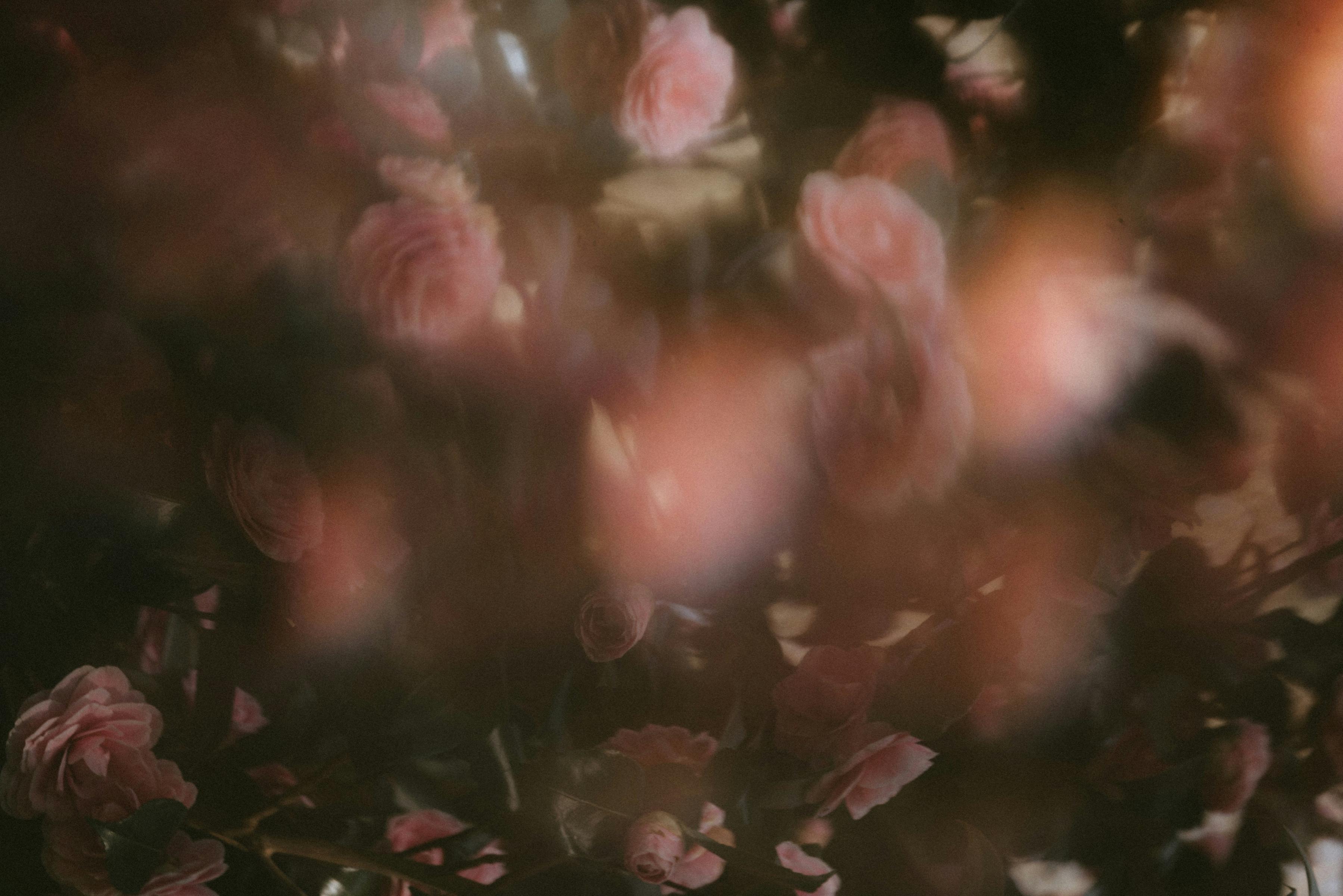 Soft pink roses