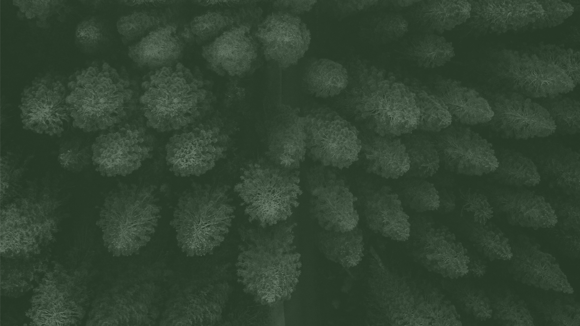 Aerial view of a forest in muted dark green tones.