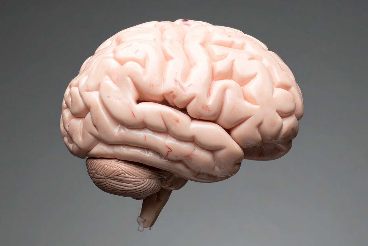 8 hábitos para mantener saludable el cerebro en la longevidad