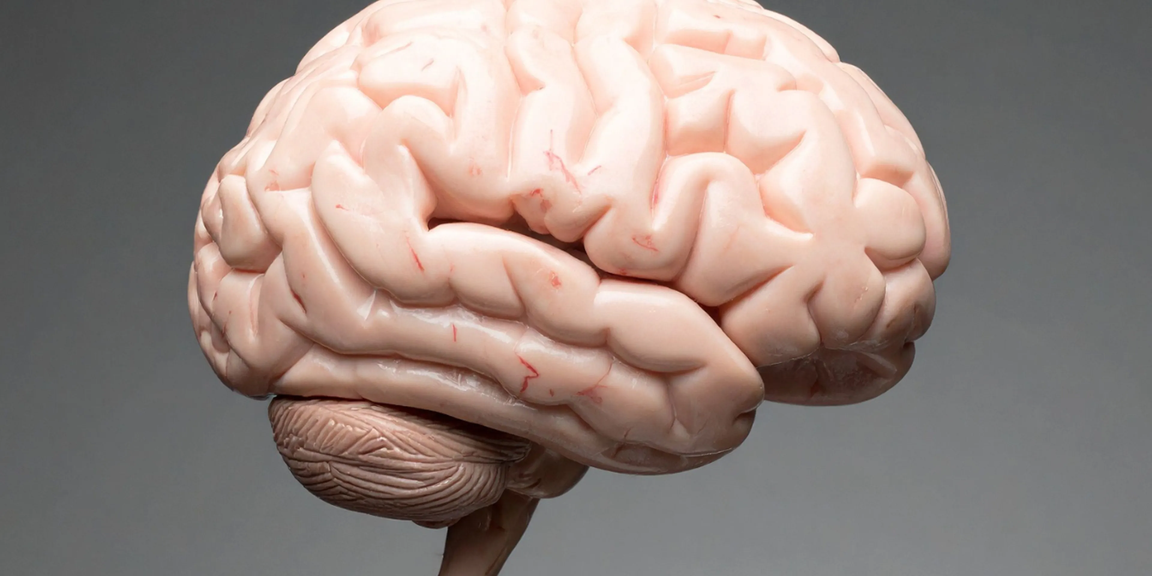 8 hábitos para mantener saludable el cerebro en la longevidad