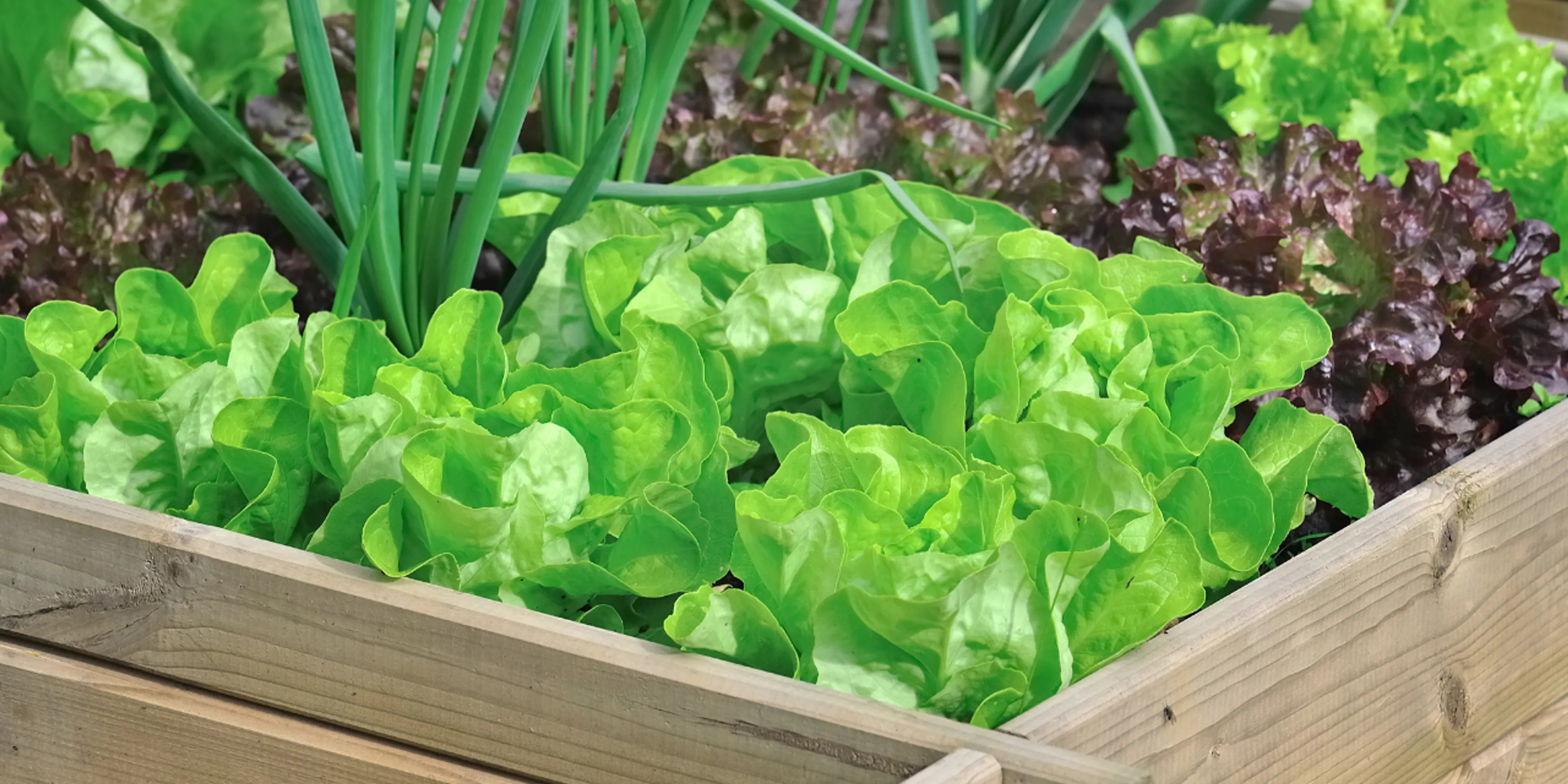 Tu primer huerto en casa