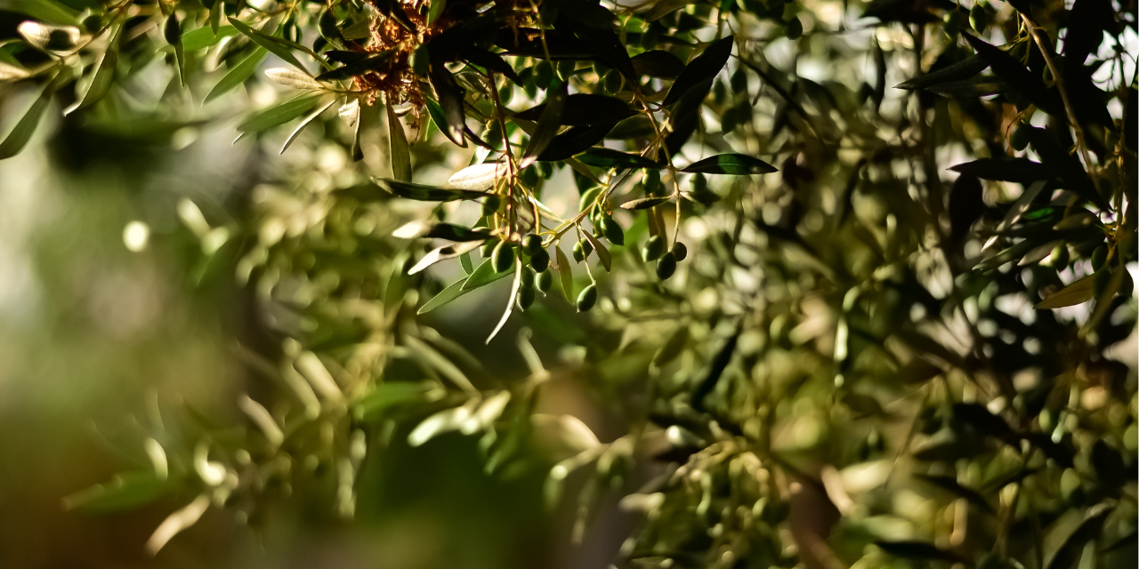 aceite de oliva