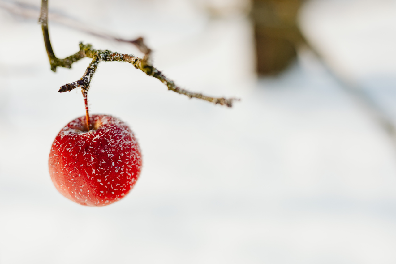 Fruta congelada en árbol