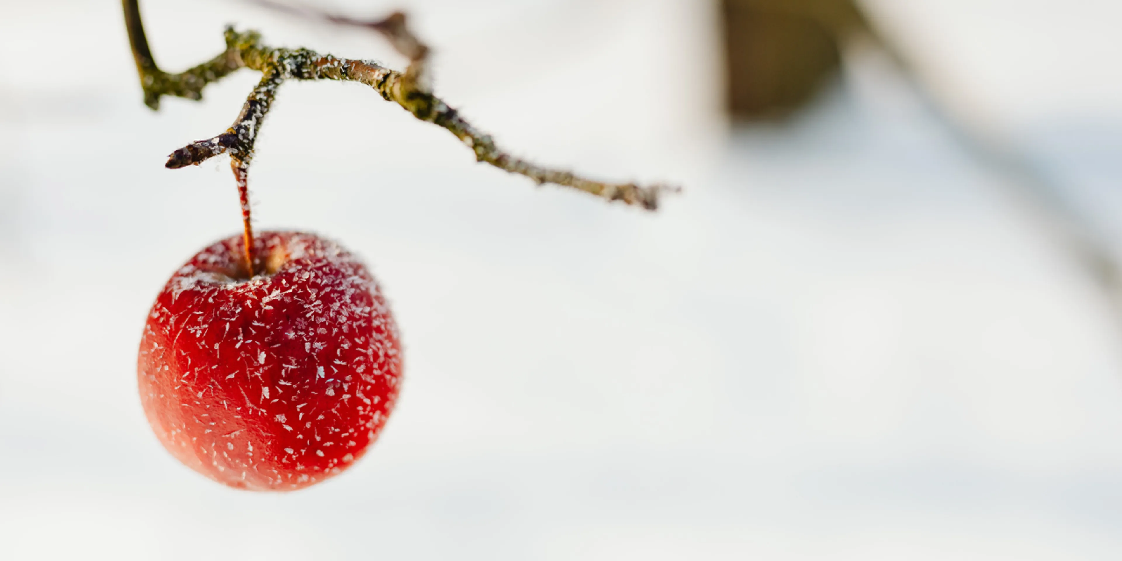 Fruta congelada en árbol